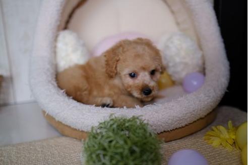 成約済の滋賀県のトイプードル-86645の1枚目